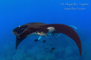 Following Mantaray, Isla San Benedicto México by Alejandro Topete 